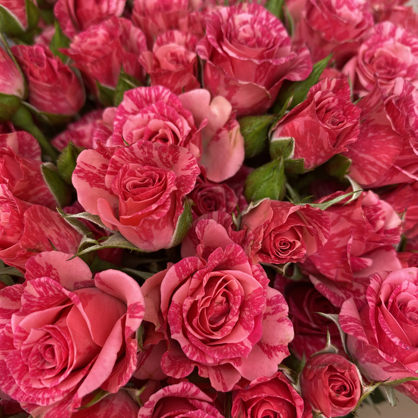Кустовая роза Pink flash