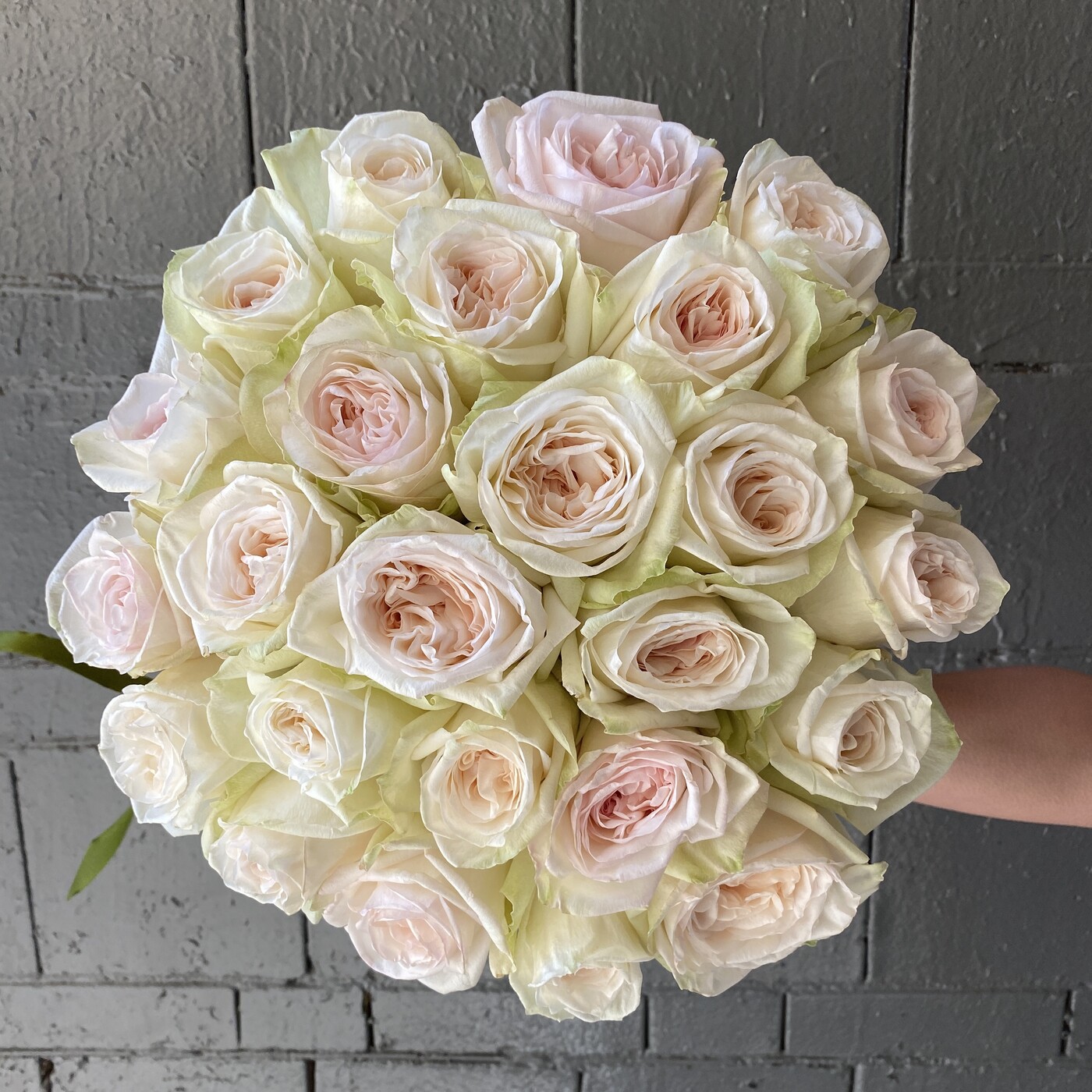 Пионовидная роза White Ohara