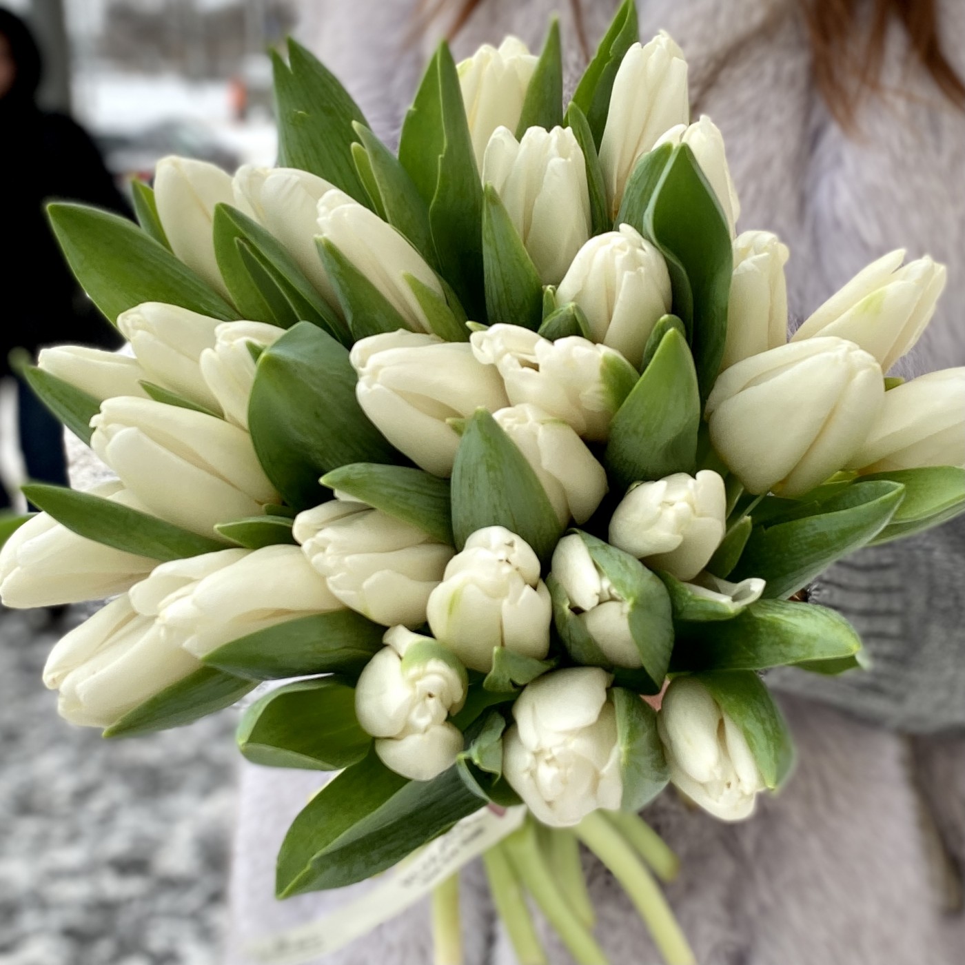 Тюльпан белый (Antarctica) оптом