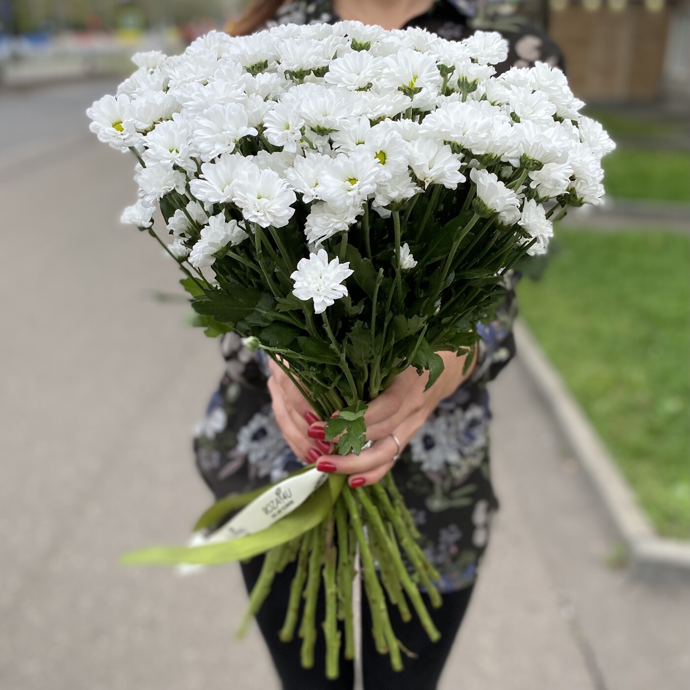 Хризантема Сантини белая
