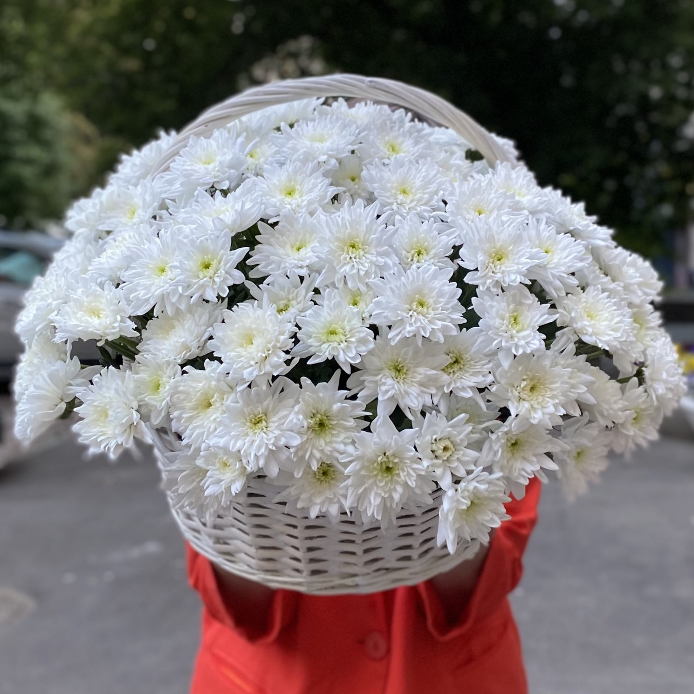 25 белых кустовых хризантем Балтика в корзине