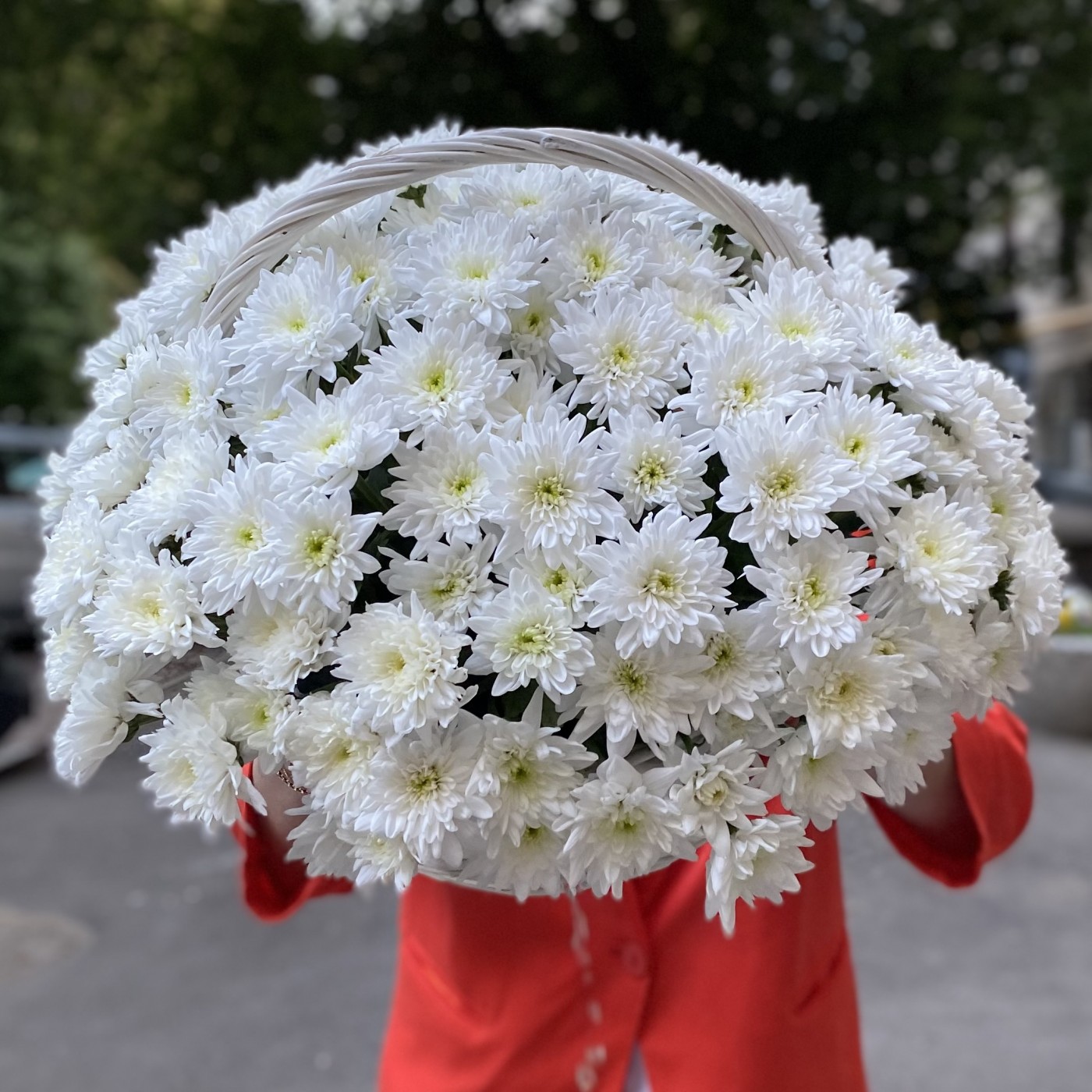 25 белых кустовых хризантем Балтика в корзине